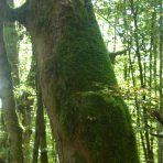  Moss Covered tree, Germany 2006